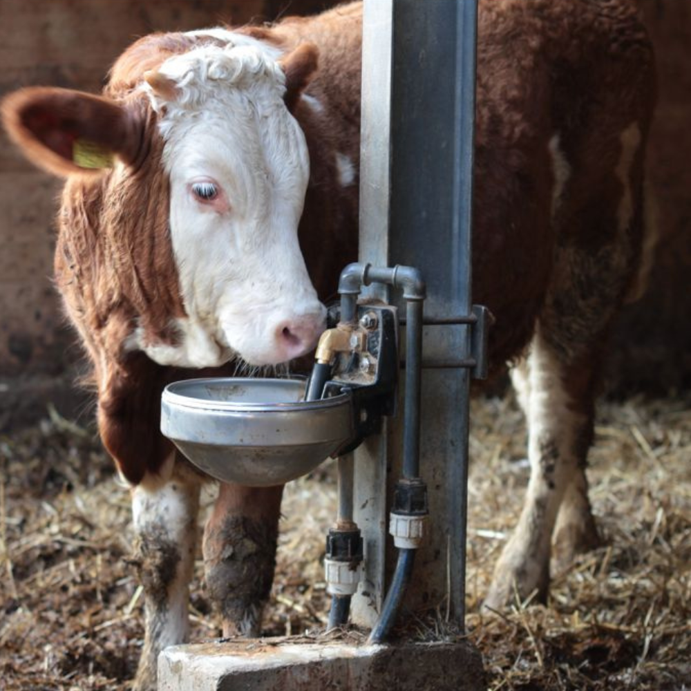 Dzirdne Model 1200-MS1/2"